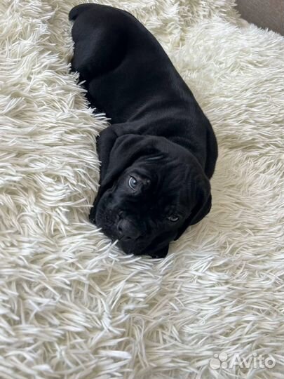 Щенок Кане Корсо