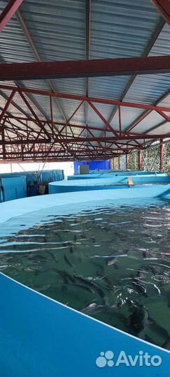 Форель янтарная, радужная