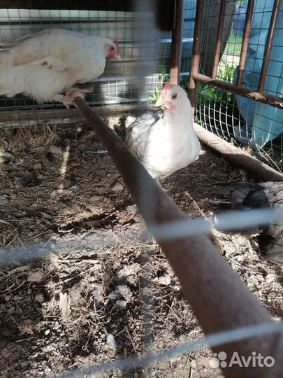 Куры молодки