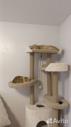 Кот и кошечка подростки