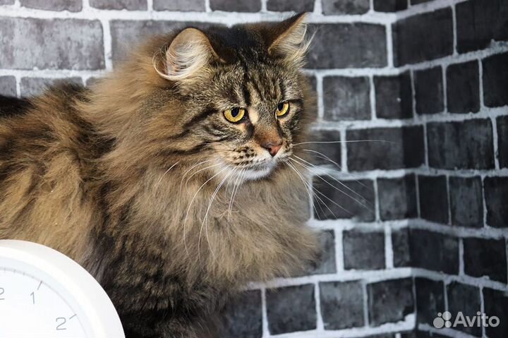 Ищет дом чудесная кошечка Нюша