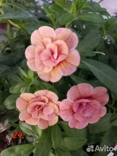 Калибрахоа, бакопа, немезия, петуния, алиссум