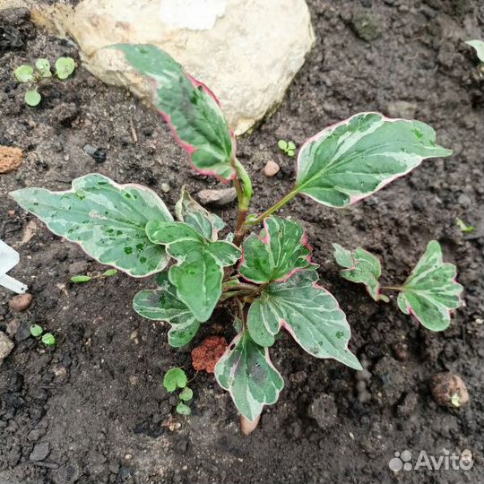 Сангвисорба, хауттюния. Редкие цветы для сада