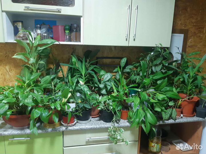 Комнатные растения