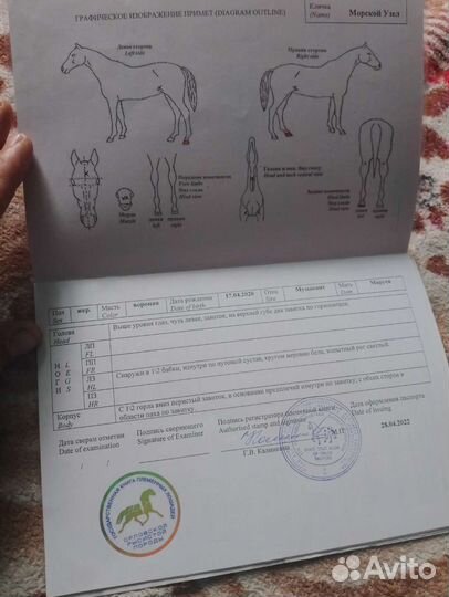 Жеребец орловский рысак