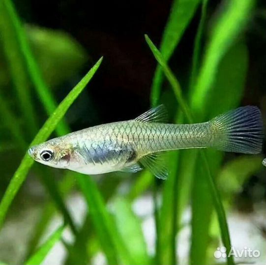 Гуппи самка Аквариумные рыбки в ассортименте