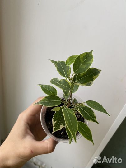 Фикус кинки