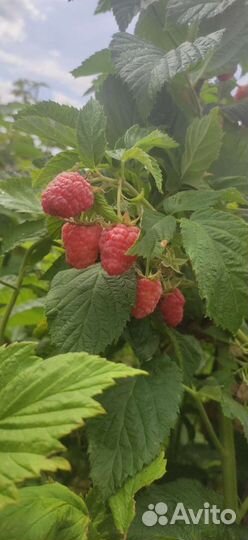 Саженцы малины