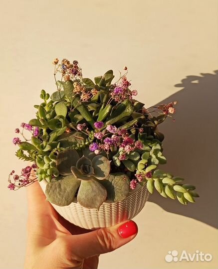 Флорариум суккуленты кактусы