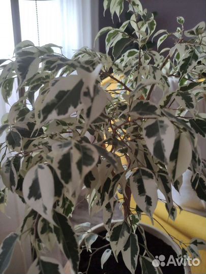 Фикус бенджамина