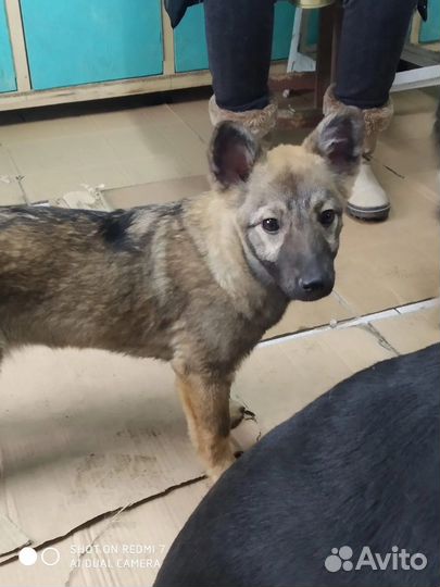 Щенок из приюта ищет дом