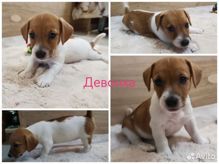 Щенки Джек рассел терьер