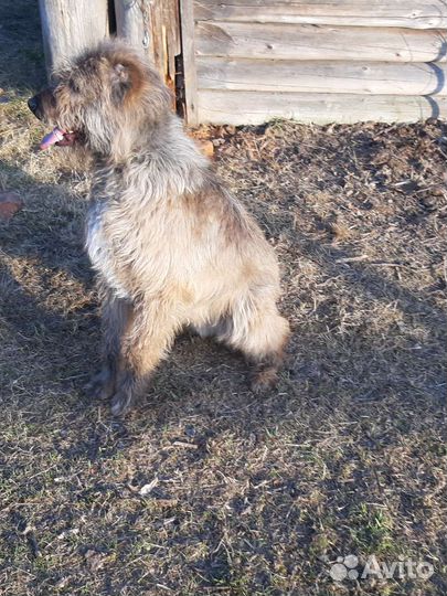 Среднеазиатская овчарка