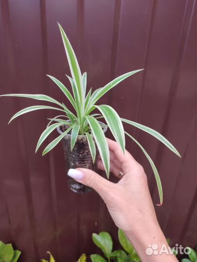 Комнатные цветы 7