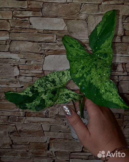 Сингониумы сортовые-2