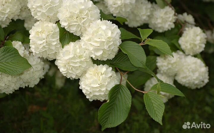 Калина бульдонеж