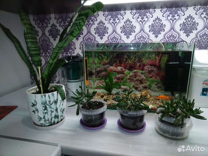 Толстянка хоббит