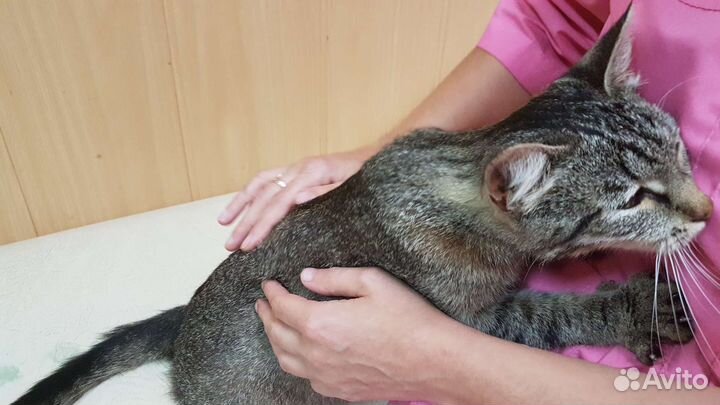 Ищем дом для кошки Малышки - камышки