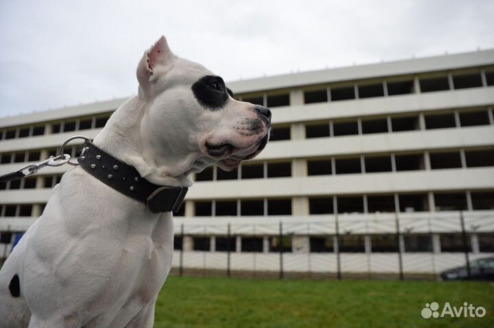 Вязка собак амстаф