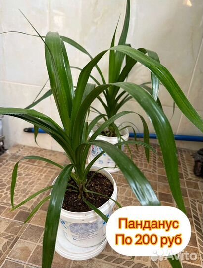 Домашние растения