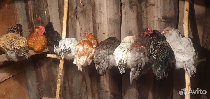 Молодые петушки