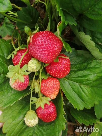 Клубника сортовая (саженцы)(малина, ежевика)