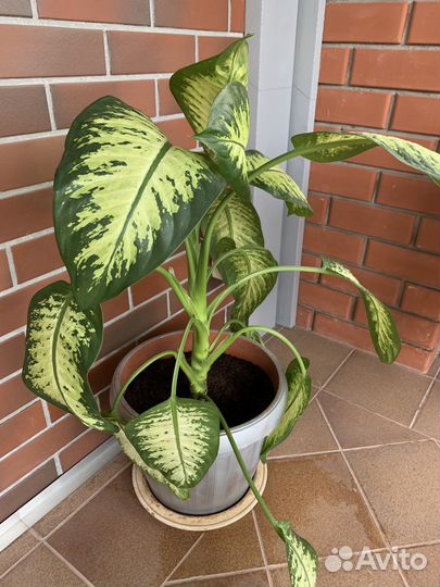 Диффенбахия