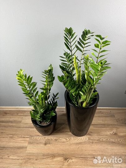 Замиокулькас в кашпо H 115