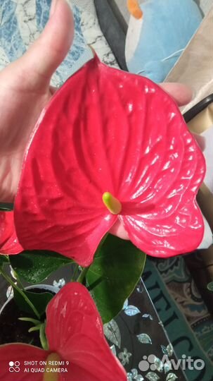 Комнатные цветы антуриум