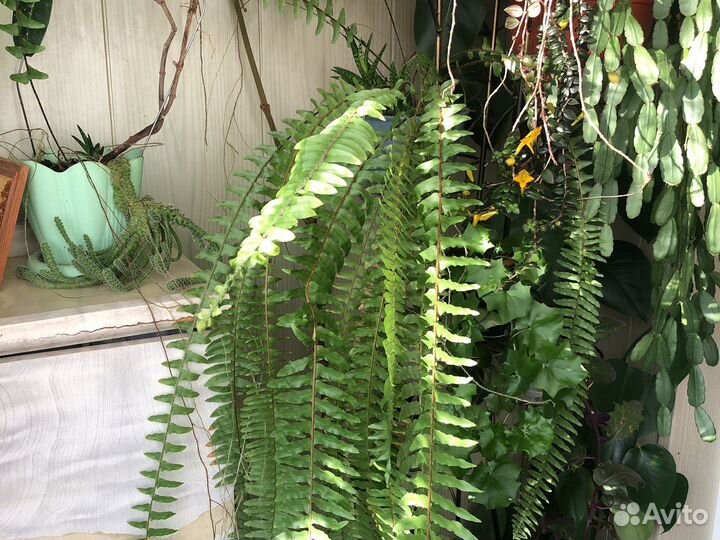 Комнатные растения