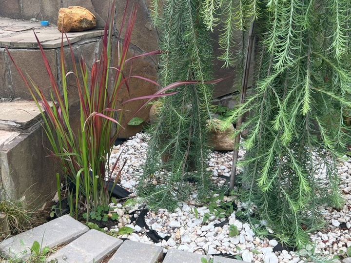 Императа цилиндрическая