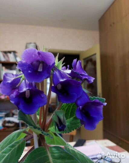 Глоксиния фиолетовая