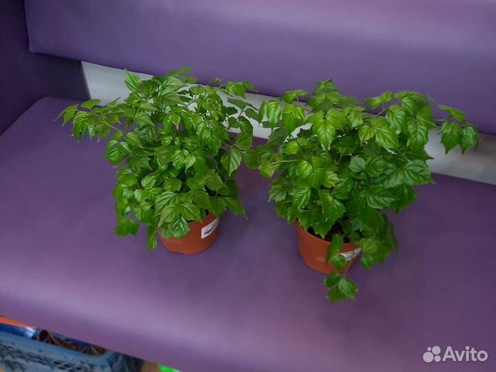 Комнатные растения