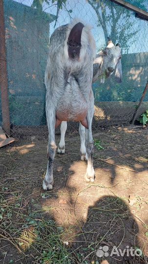 Дойные нубийские козы