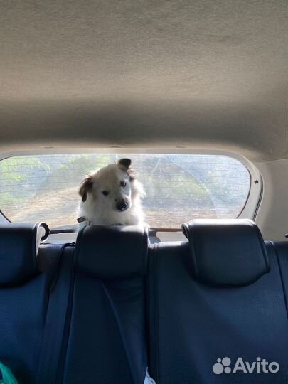 Макс