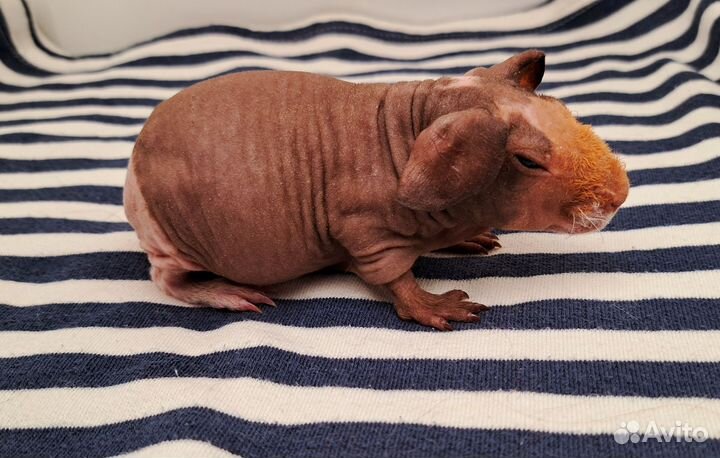 Морская свинка скинни