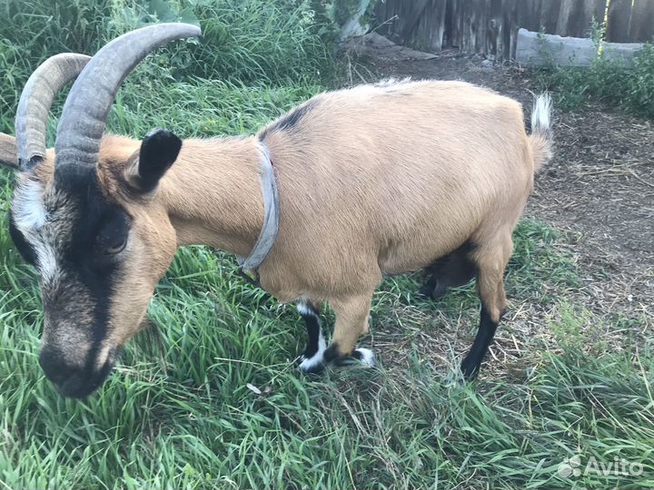 Коза дойная