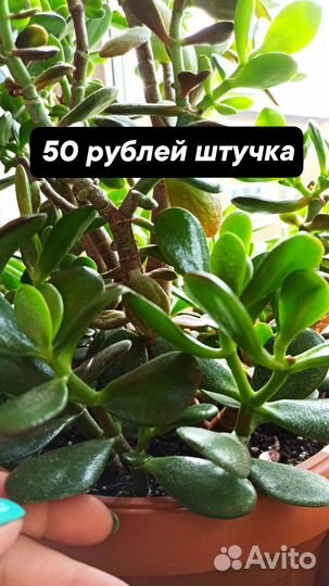 Комнатные цветы Денежное дерево Крассула Толстянка