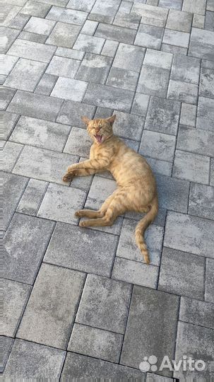 Тротуарная плитка от производителя от 120 м2