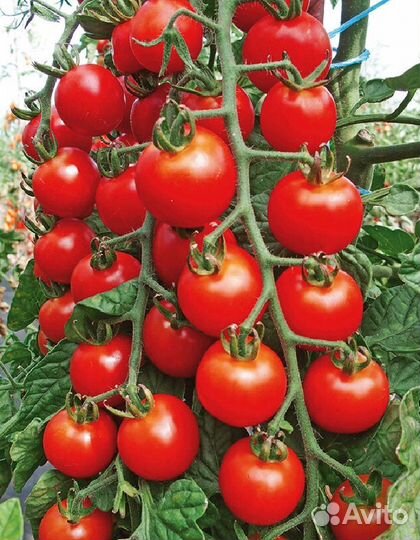 Томат черри Блосэм F1 (Sakata) 10 шт, цв.п