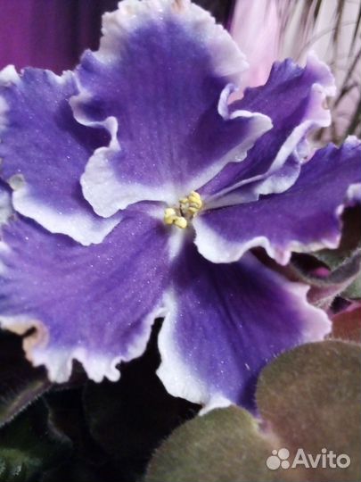 Сортовые фиалки цветущие