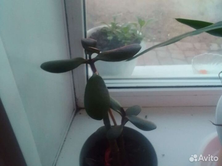 Комнатные цветы