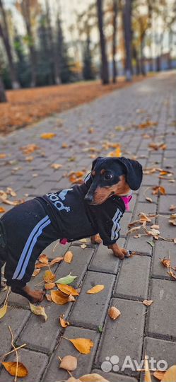 Карликовая такса