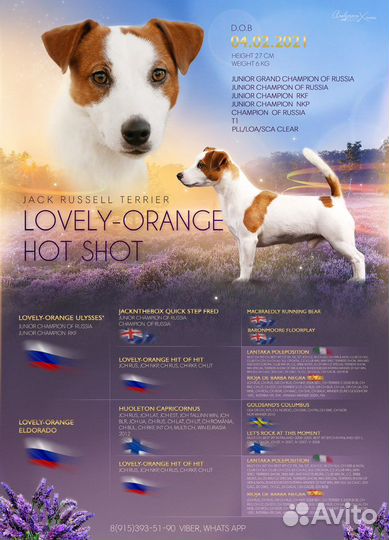 Джек Рассел терьер, вязка