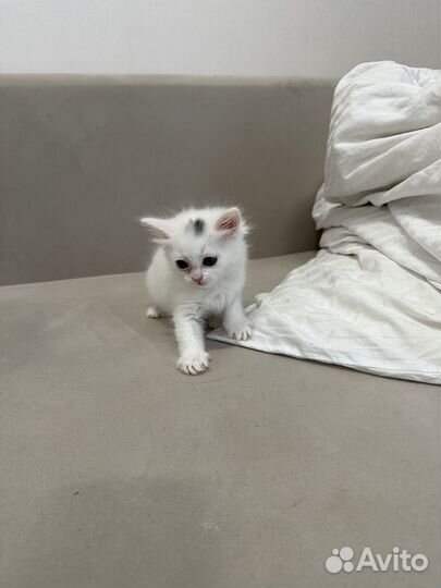 Сибирские котята