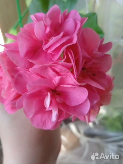 Пеларгония плющелистная Pac pink Sybil