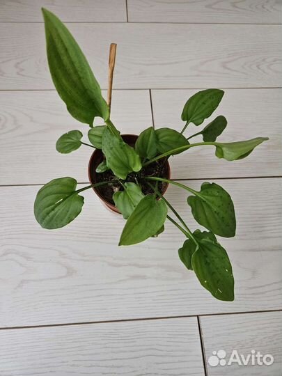 Дримиопсис