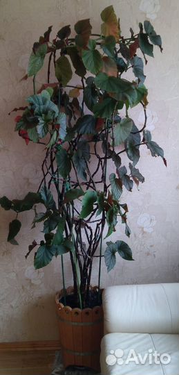 Растения для дома и офиса. Денежное дерево