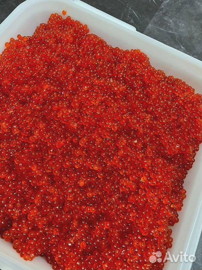 Красная икра кеты, улов июнь 2023