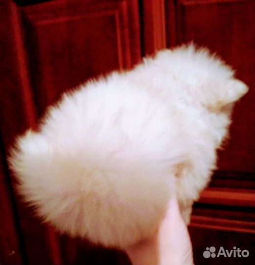 Щенки шпица мини и супер мини